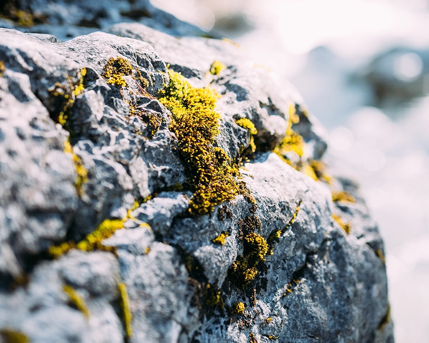 Close-up of yellow lichen on dark rocks in an alpine landscape