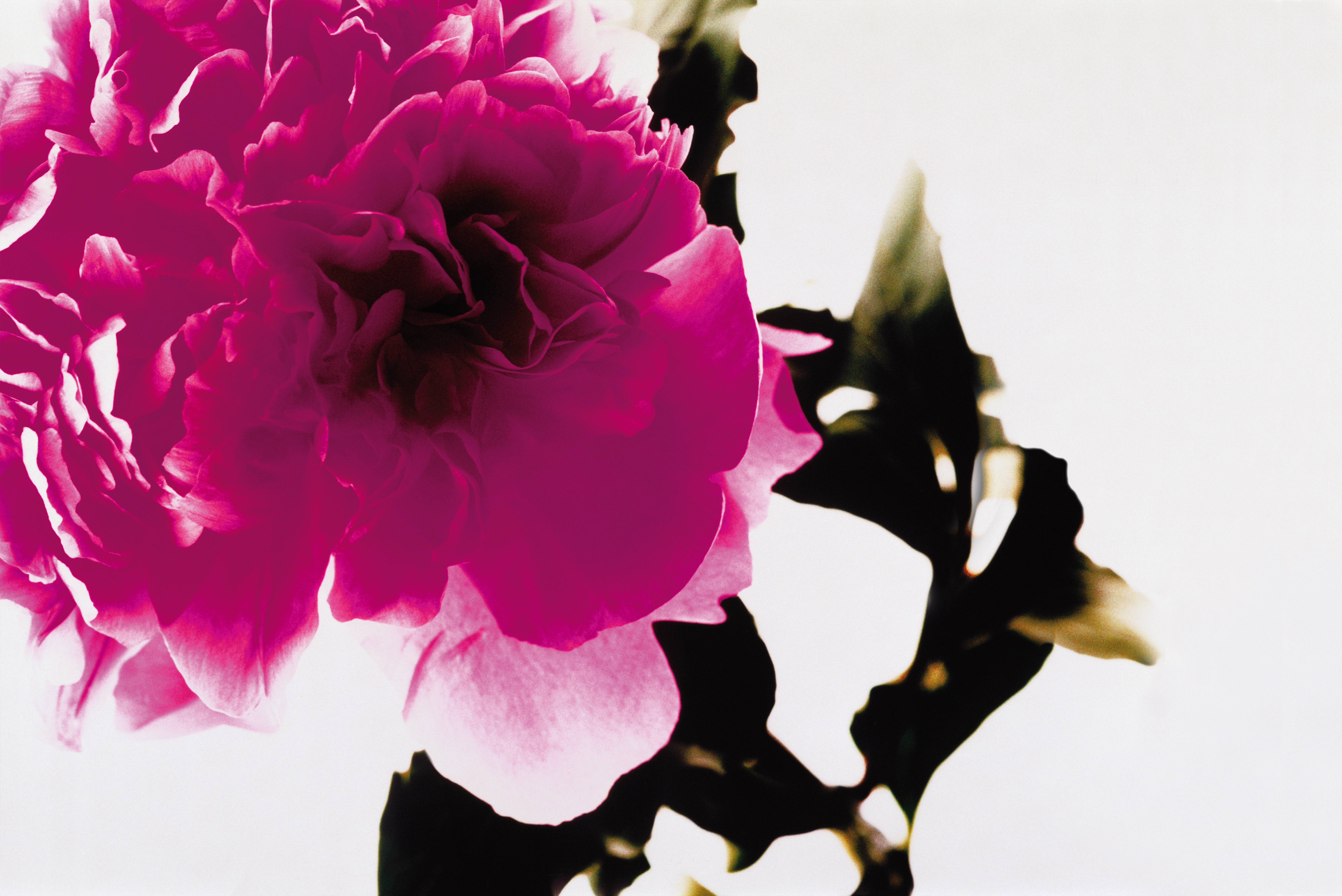 Image of a pink flower as a key visual from Gaoxing
