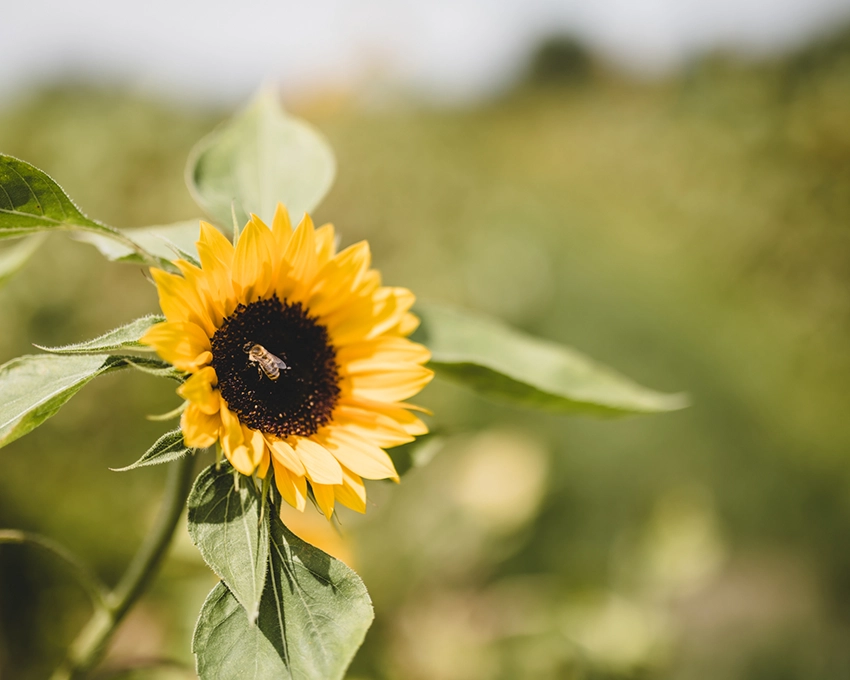 Honeybee on a sunflower