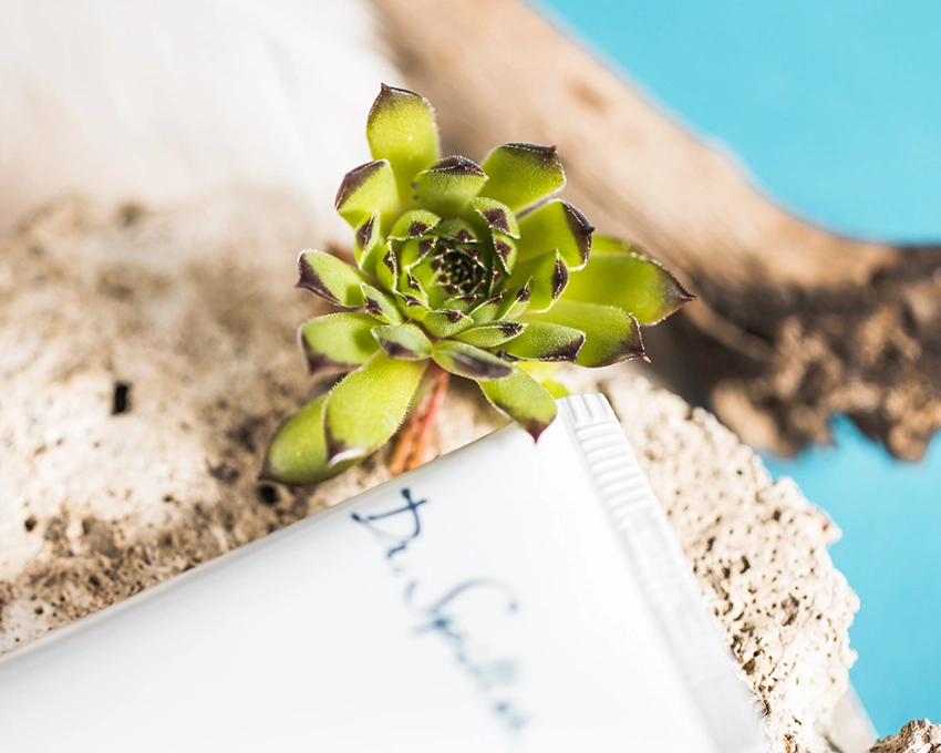 Alpine Aloe Pflanze in Nahaufnahme dem einer Dr. Spiller Tube