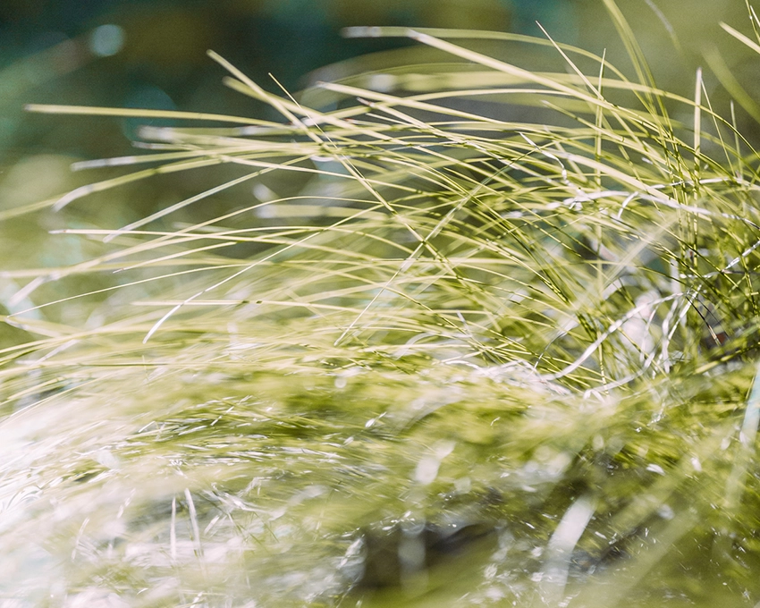 Feine Grashalme in der Natur