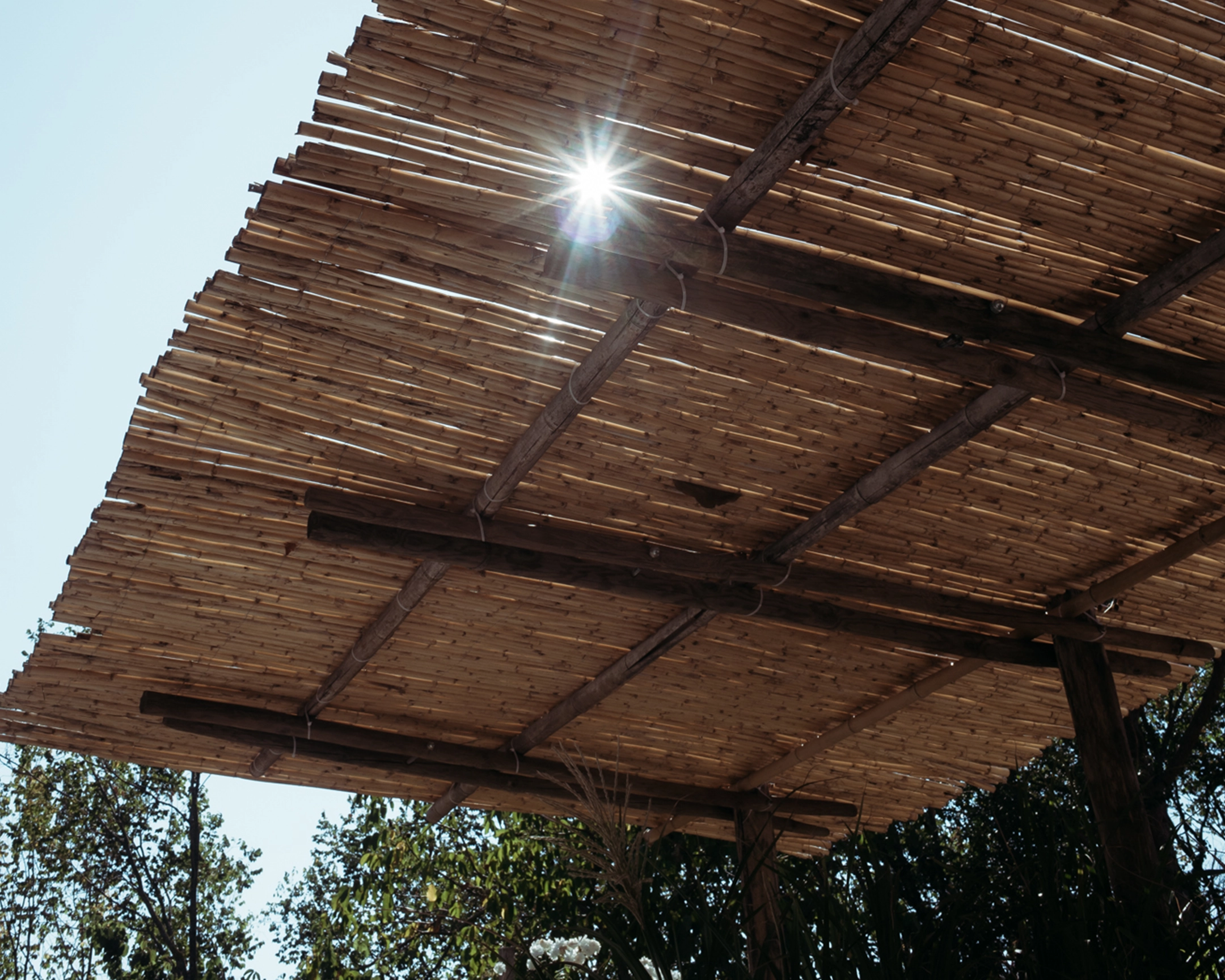 Sun rays through bamboo canopy
