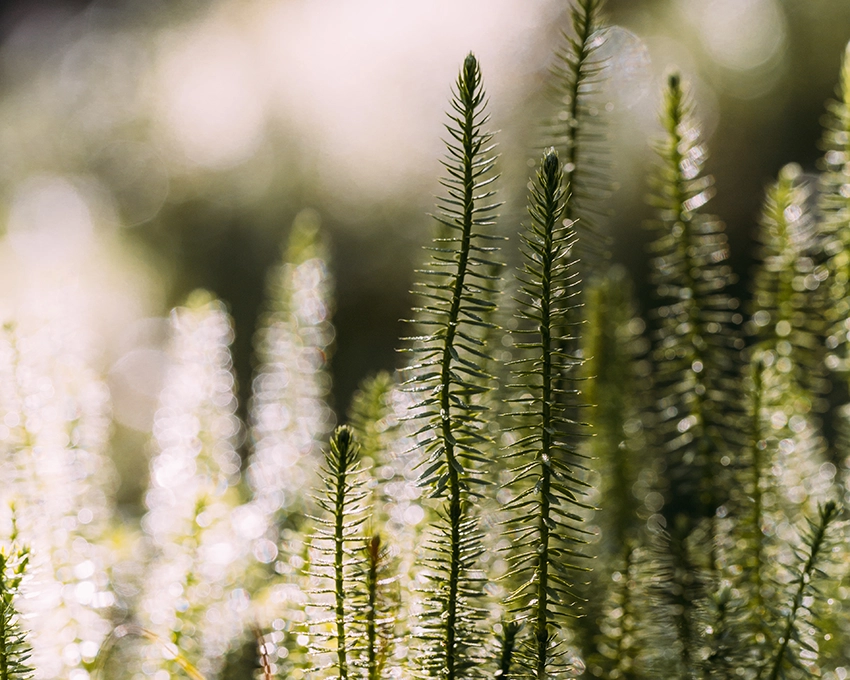 Nahaufnahme einer Pflanze bei Sonnenlicht in der Natur