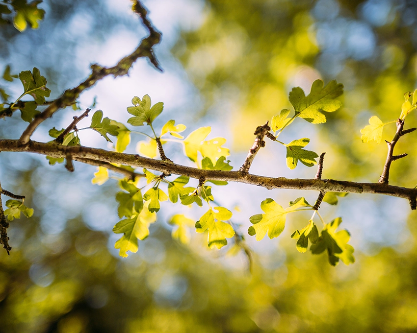 Zweig mit frischen grünen Blättern im Sonnenlicht