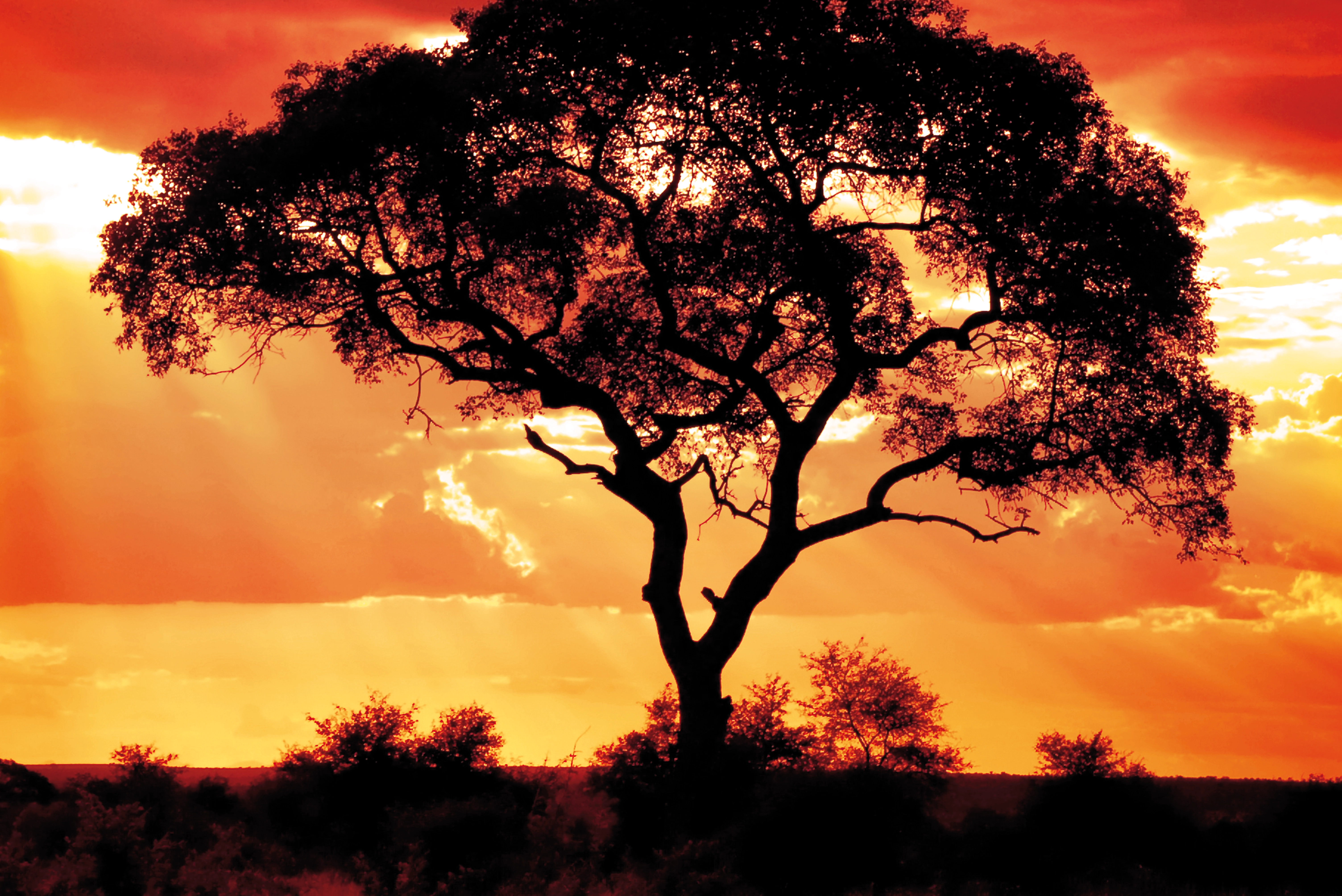 Africa Tree at sunset