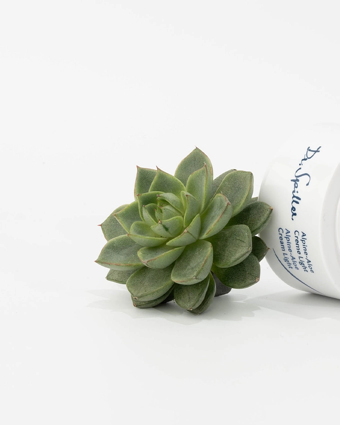 Alpine Aloe Pflanze Nahaufnahme