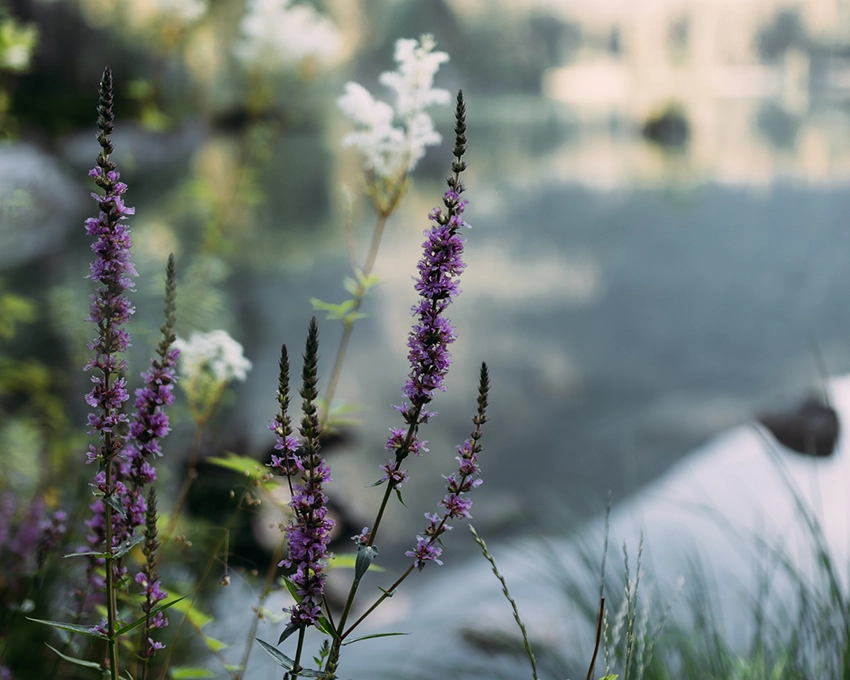 Close-up of white and purple plants by a lake