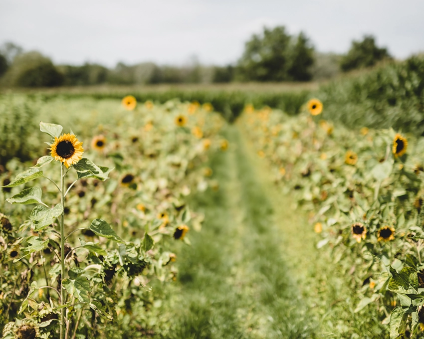 Field of sunflowers